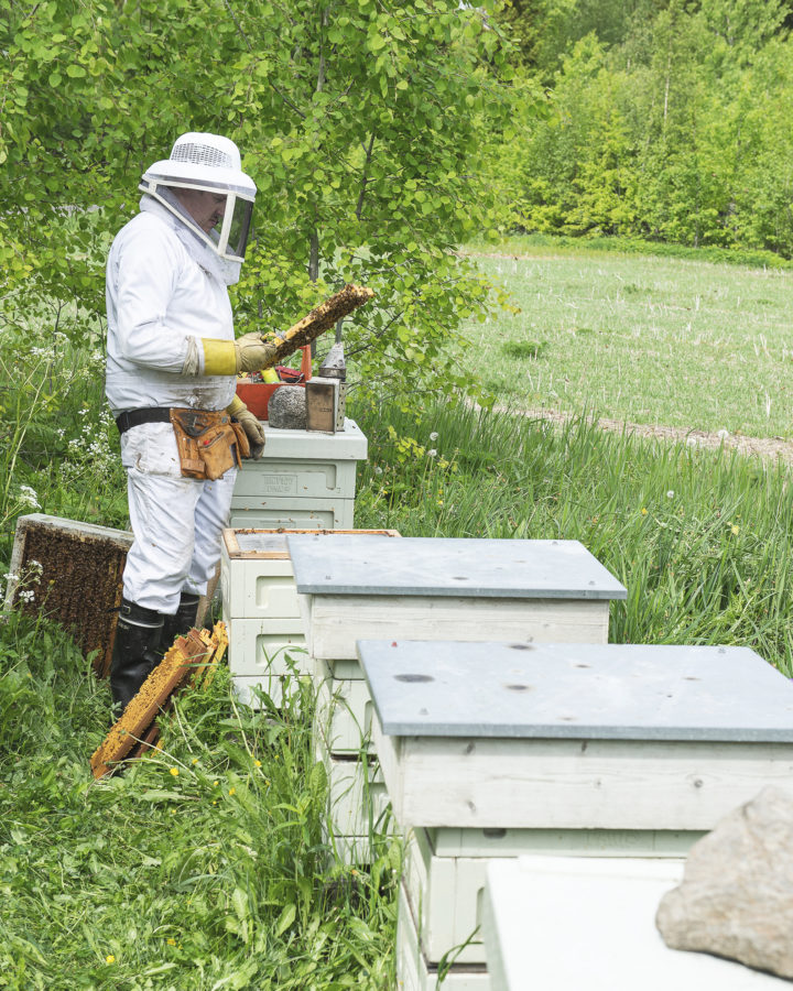 Mehiläisten hoitaja työssään