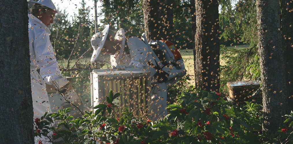 Mehiläistarhureita sadonkorjuussa