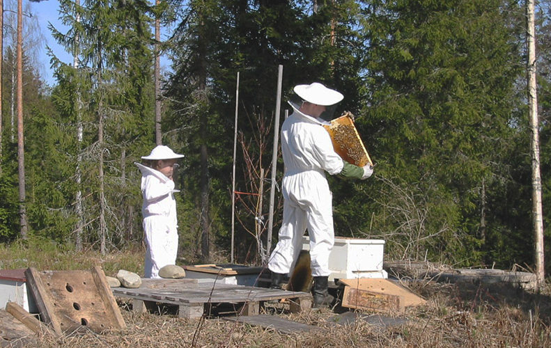 Mehiläistarhaajat tarkistamassa mehiläispesiä