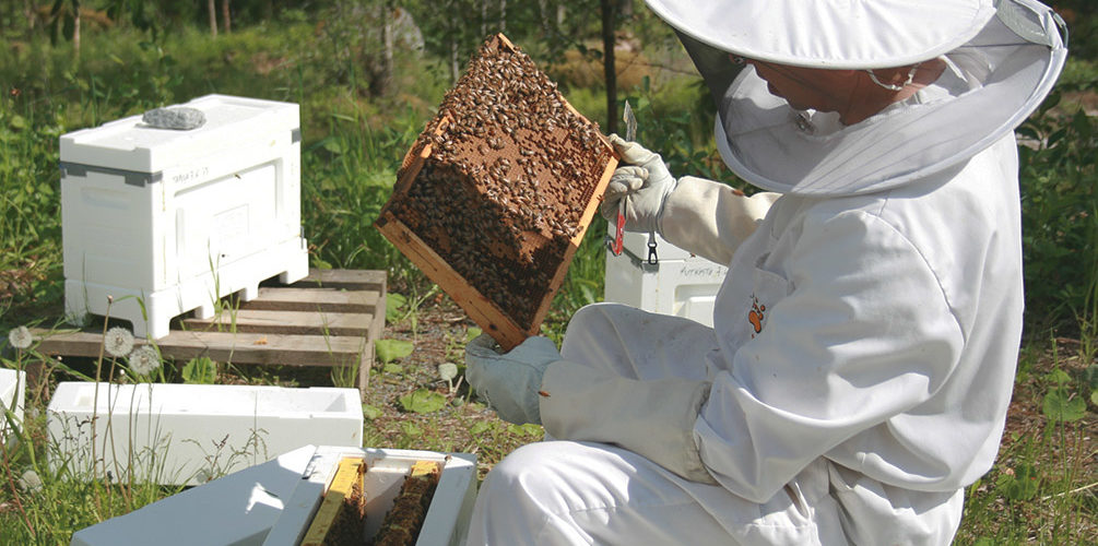 Mehiläisten hoitaja tekemässä jaokkeita mehiläistarhalla