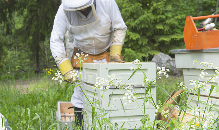 Mehiläistarhuri hoitamassa tarhaa kesällä