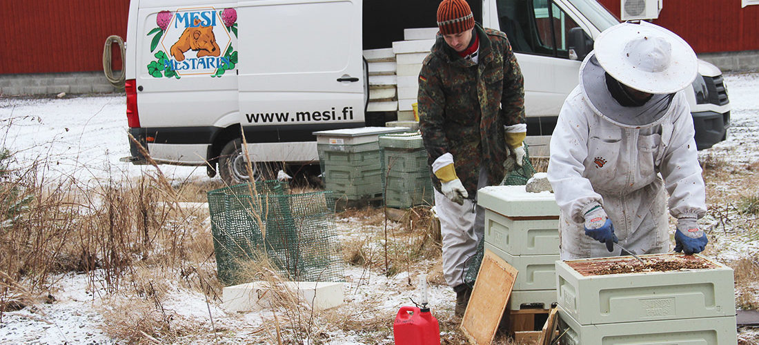 Mehiläistarhaajat suojaamassa pesiä talvella