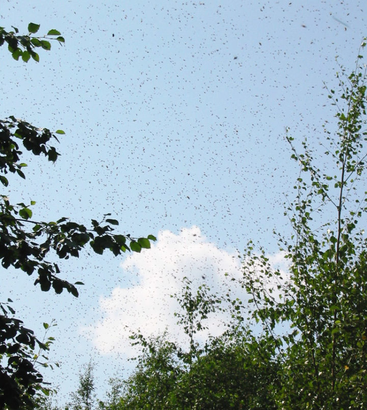 Mehiläisparvi lentämässä puunlatvoissa