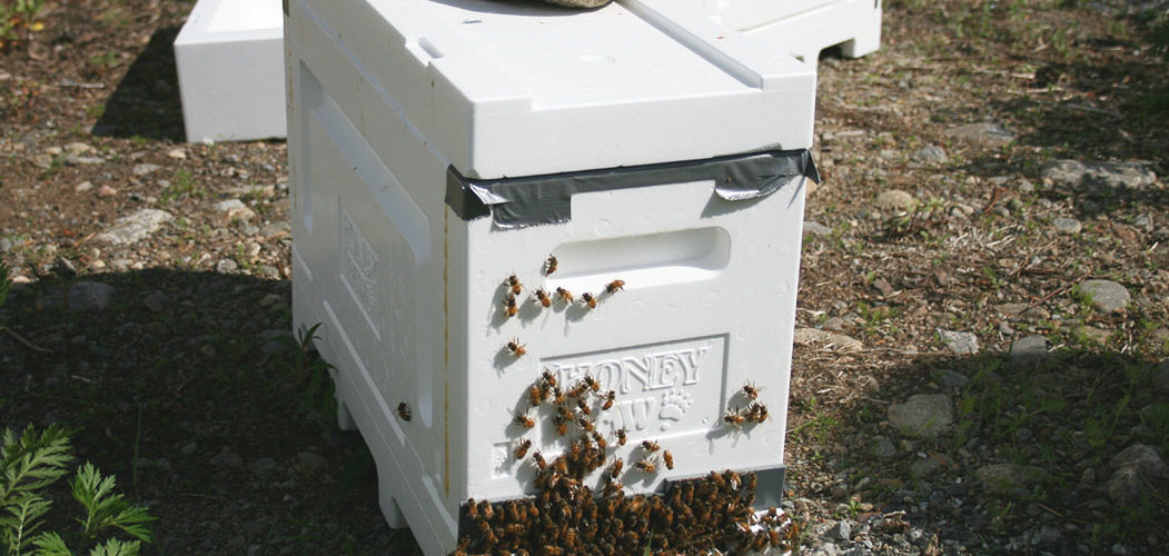Mehiläispesä tarhalla