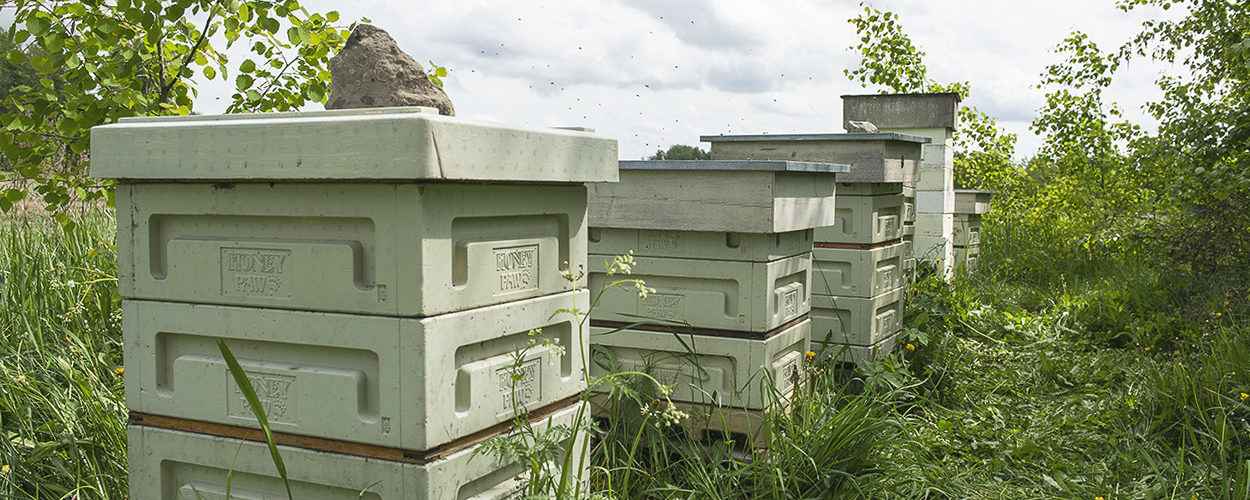 Mesimestarin mehiläispesiä