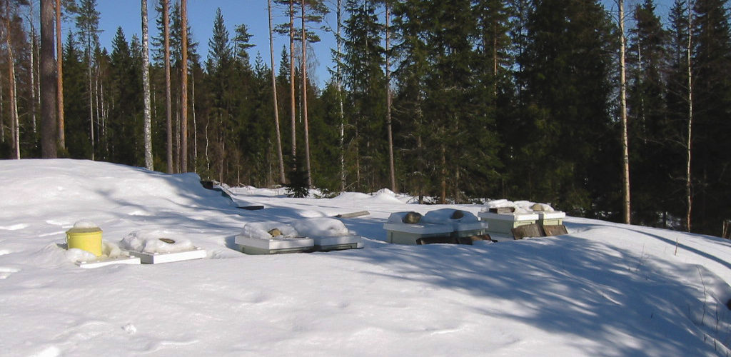 Mehiläistarhan pesät talvella