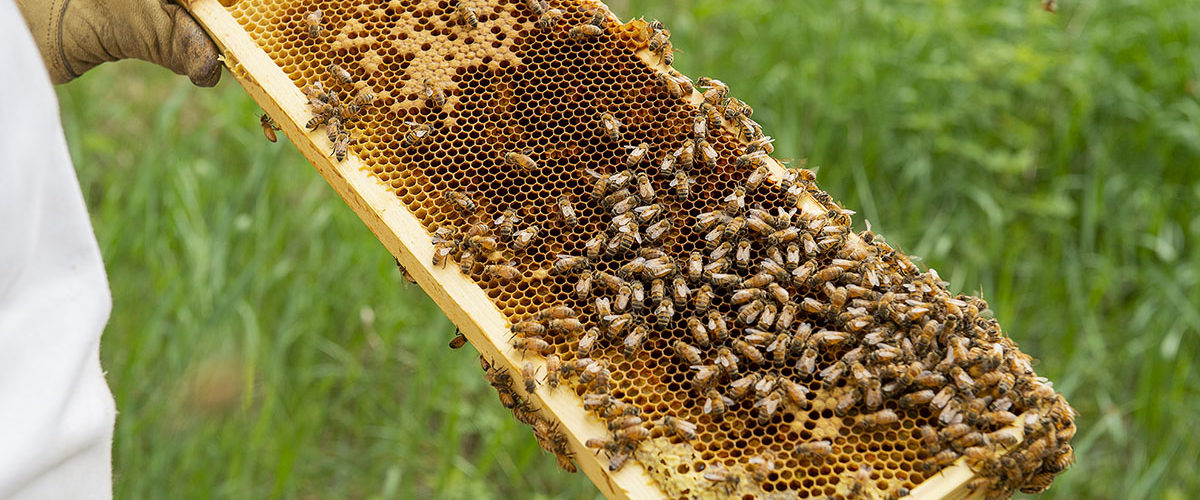 Mehiläisten hoitaja tutkimassa kennoa