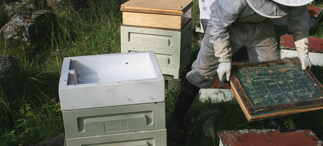 Mehiläispesän hoitaja tekemässä syyskuun viimeistä ruokintaa
