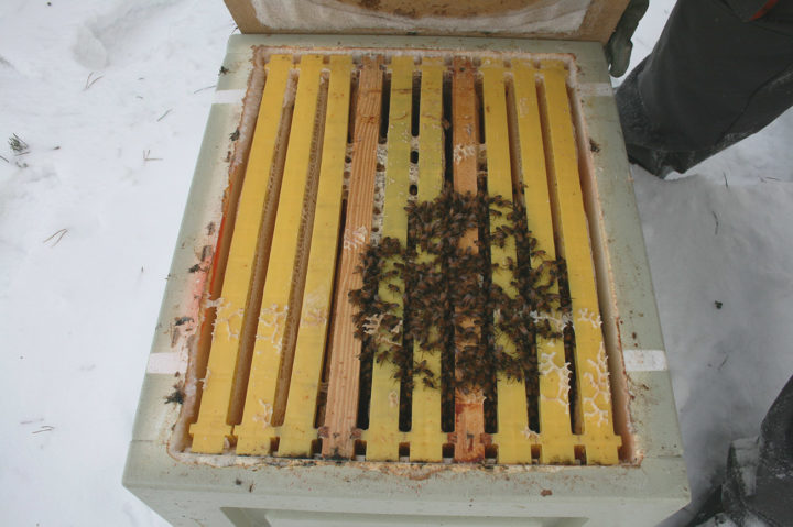 Mehiläispesän mehiläisiä kerääntyneenä talvipalloksi