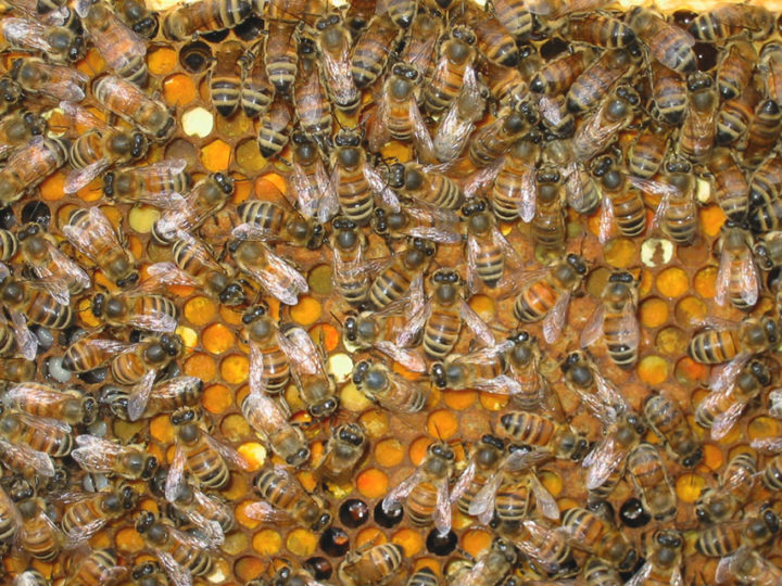 Mehiläisiä siitepölykennolla
