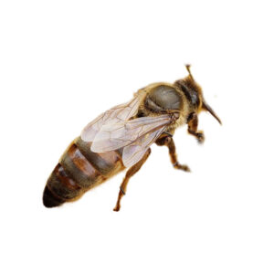 Mehiläisemo Buckfast Saksasta