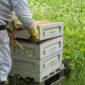 Hive Body Medium (2/3 Langstroth)