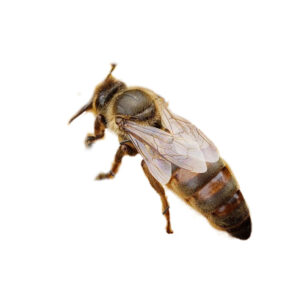 Mehiläisemo Buckfast vko 24