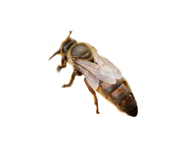 Mehiläisemo Buckfast vko 24