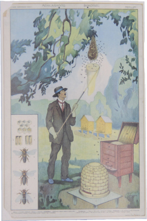 Koulutaulu juliste Mehiläishoitaja 59 x 84 cm ALE