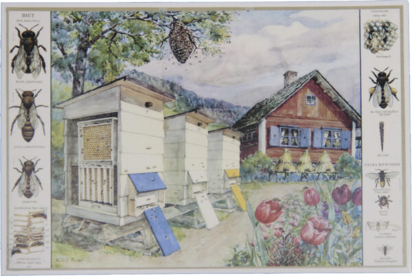 Koulutaulu juliste Mehiläistarha 59 x 84 cm ALE